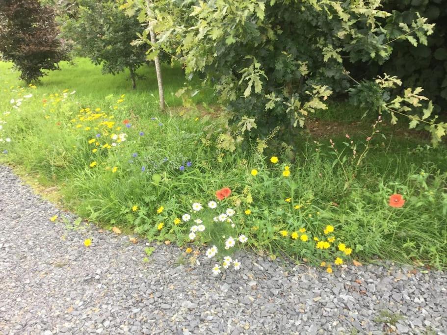 An Bothan-Cosy Cottage In The Cooley Mountains Dundalk Luaran gambar