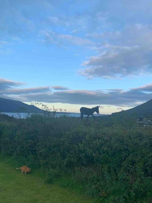 An Bothan-Cosy Cottage In The Cooley Mountains Dundalk Luaran gambar