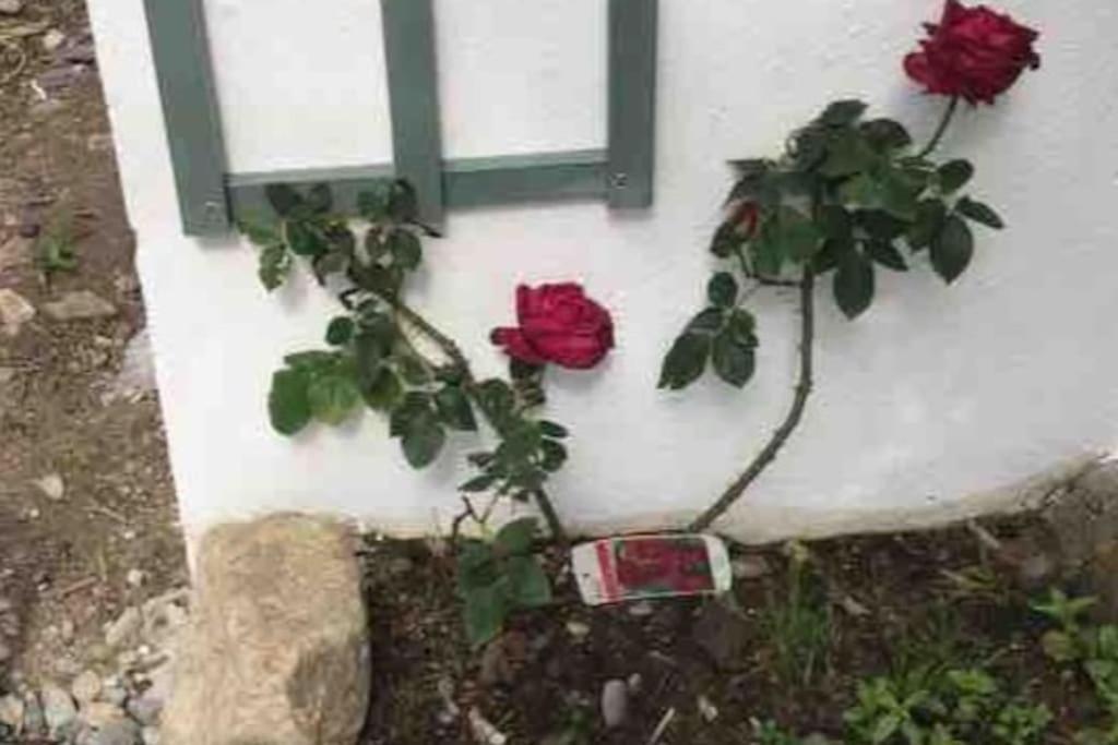 An Bothan-Cosy Cottage In The Cooley Mountains Dundalk Luaran gambar